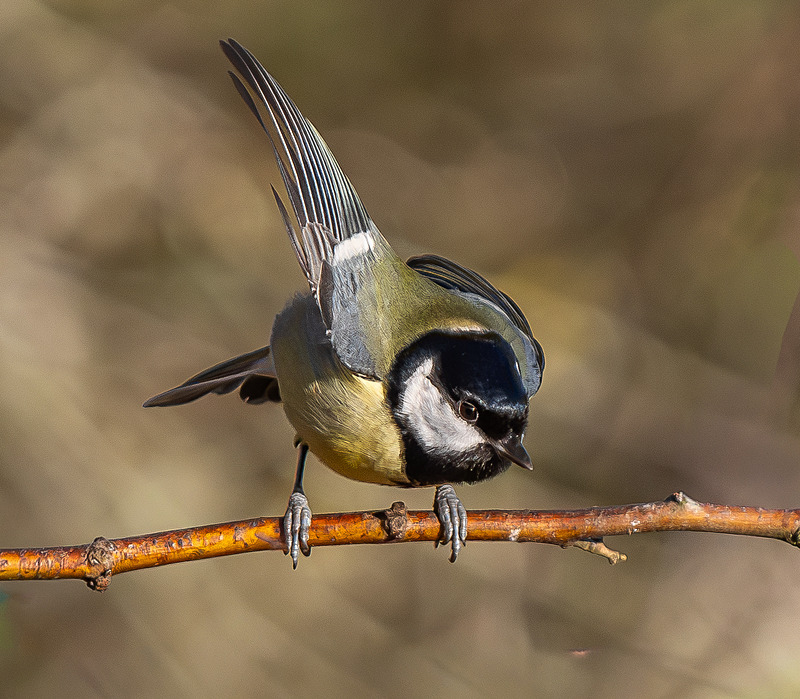 Great Tit - Wildlife Photography