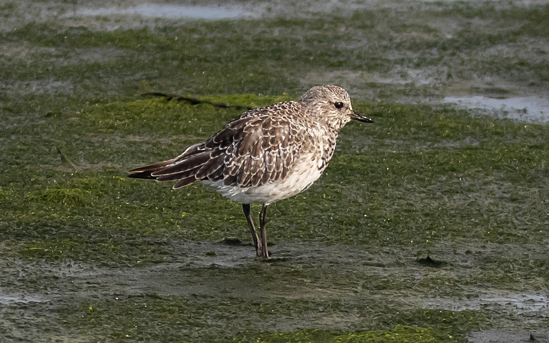 Grey Plover - Wildlife Photography