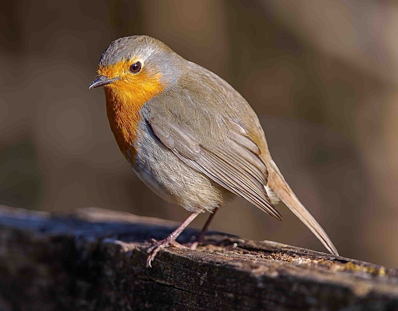  - Wildlife Photography