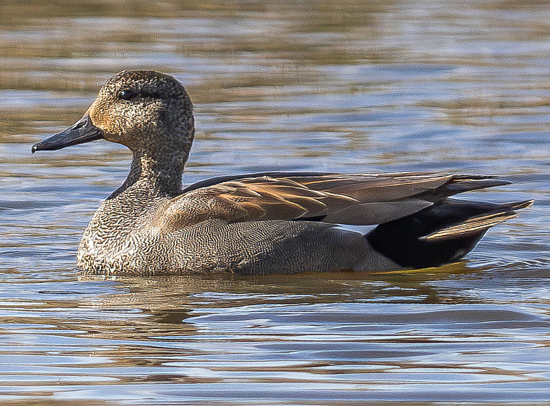 Gadwall - Wildlife Photography