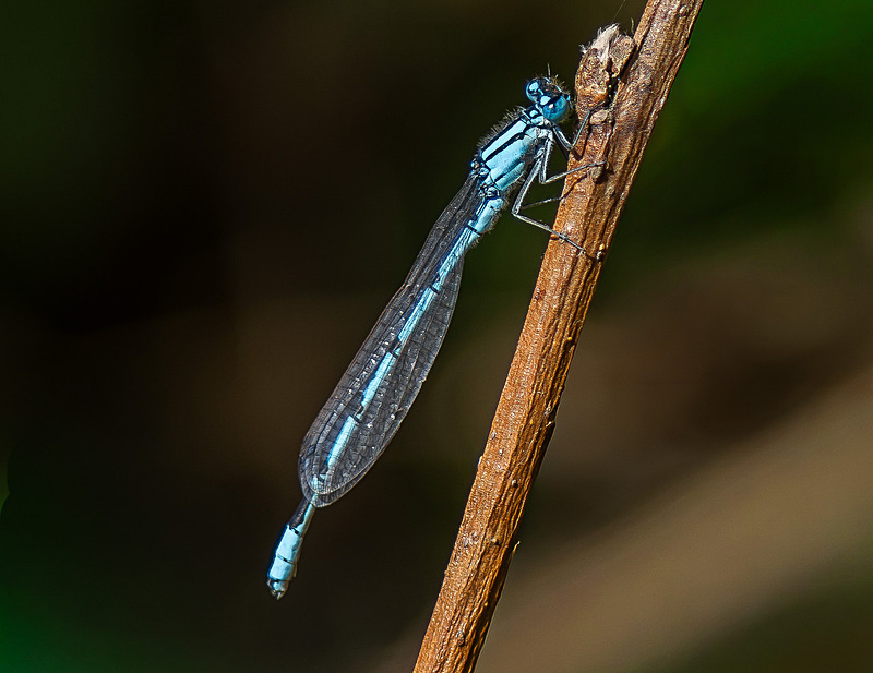 Common Blue Damselfly - Wildlife Photography