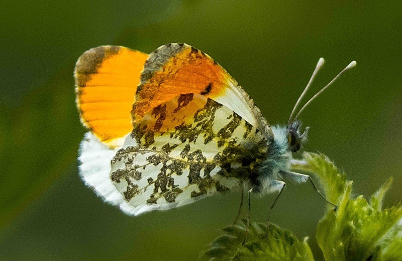 - Wildlife Photography