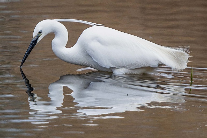 Little Egret - Wildlife Photography