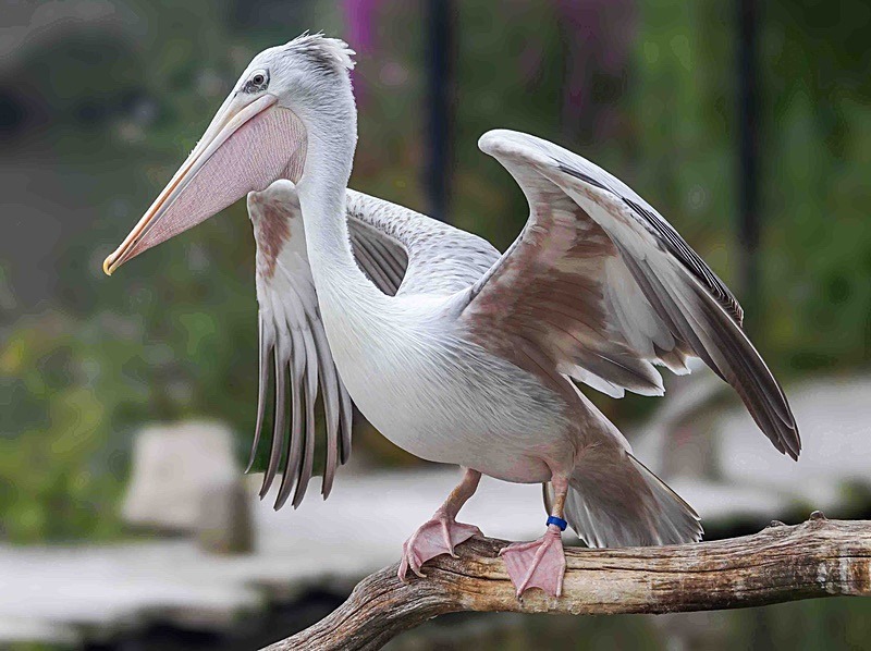  - Wildlife Photography