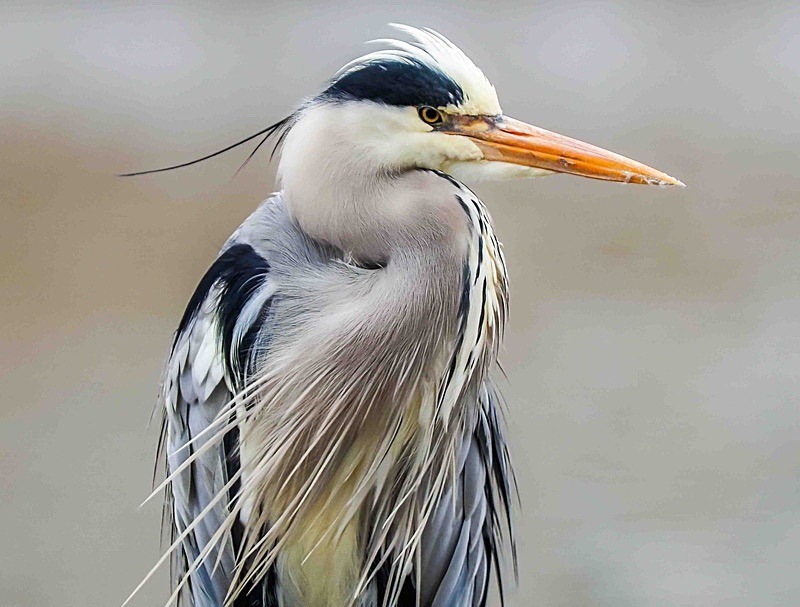  - Wildlife Photography