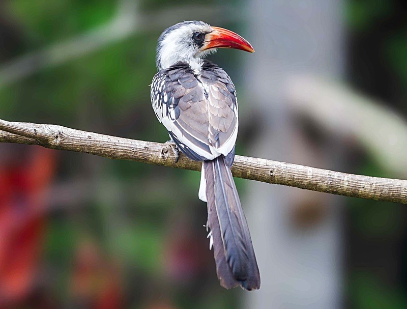  - Wildlife Photography