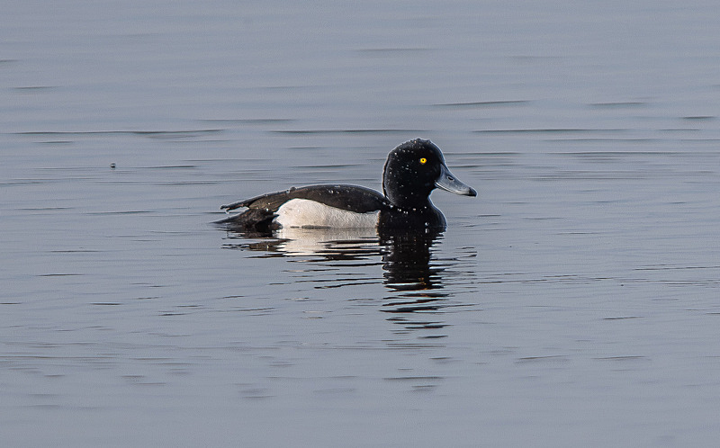 Tufted Duck - Wildlife Photography