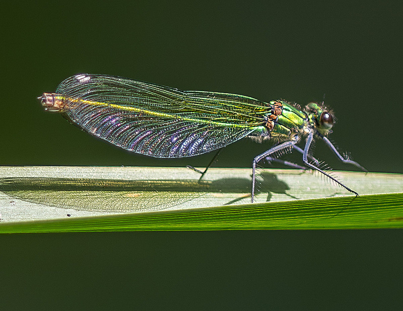 Banded Demoiselle - Wildlife Photography