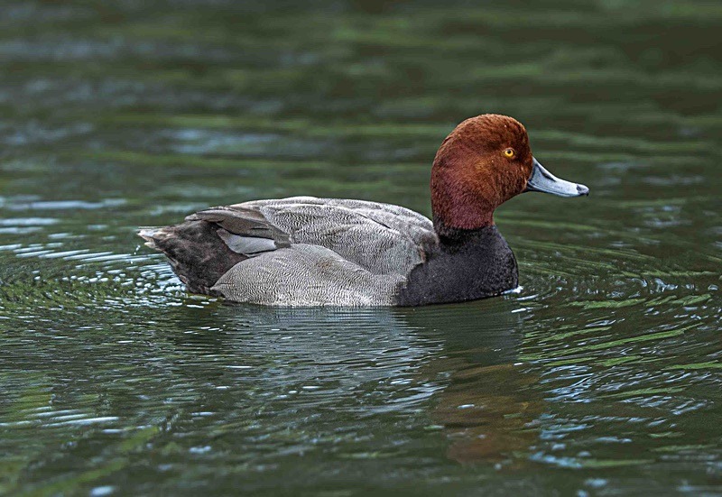  - Wildlife Photography