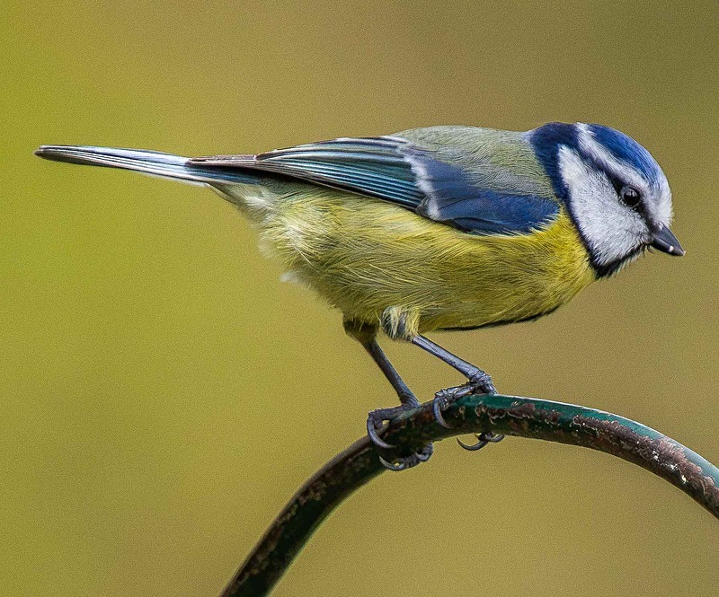 Eurasian Blue Tit - Wildlife Photography
