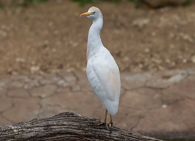  - Wildlife Photography
