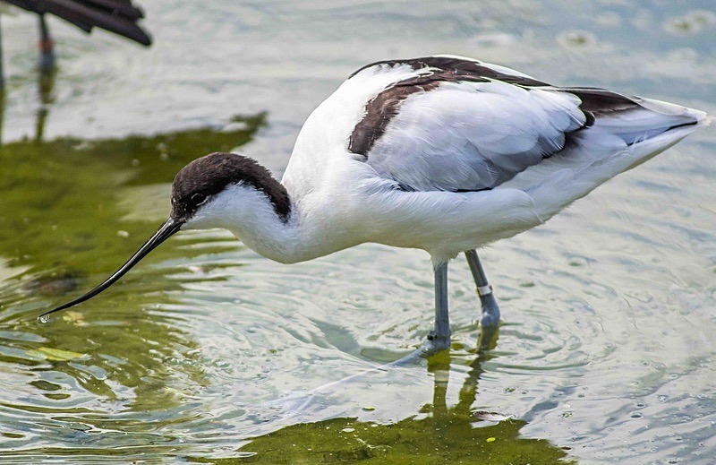  - Wildlife Photography