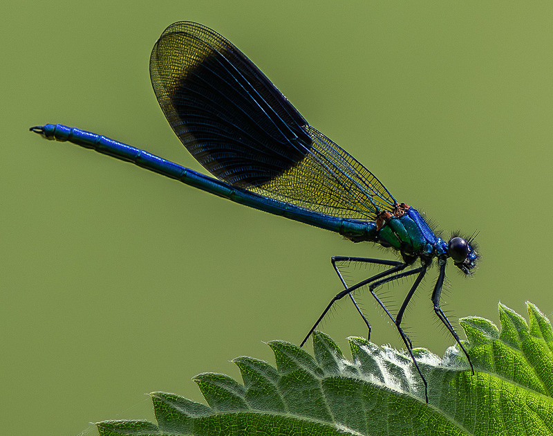 Banded Demoiselle - Wildlife Photography