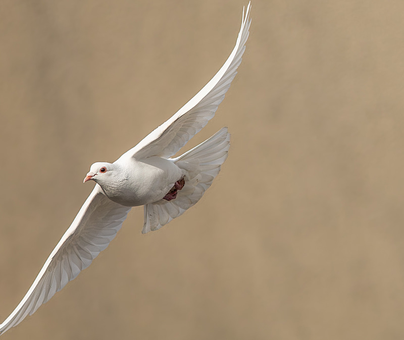 Rock Dove - Wildlife Photography