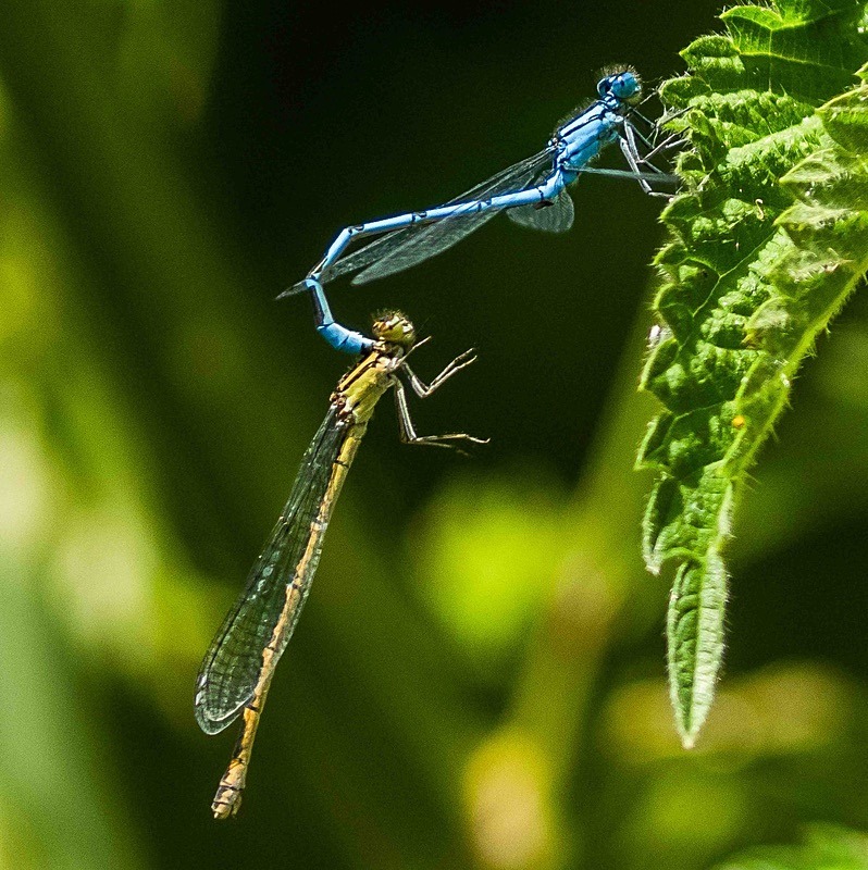  - Wildlife Photography