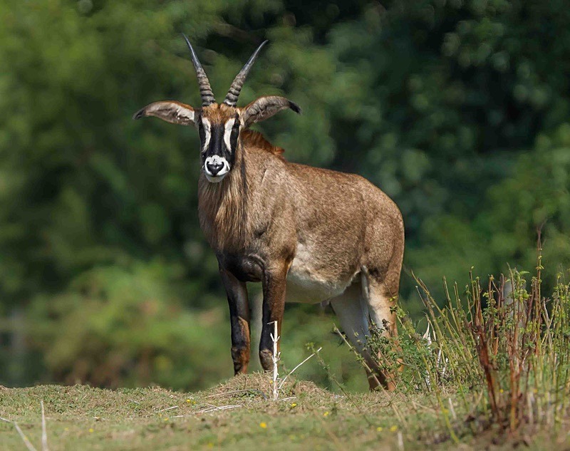  - Wildlife Photography