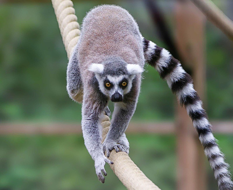  - Wildlife Photography