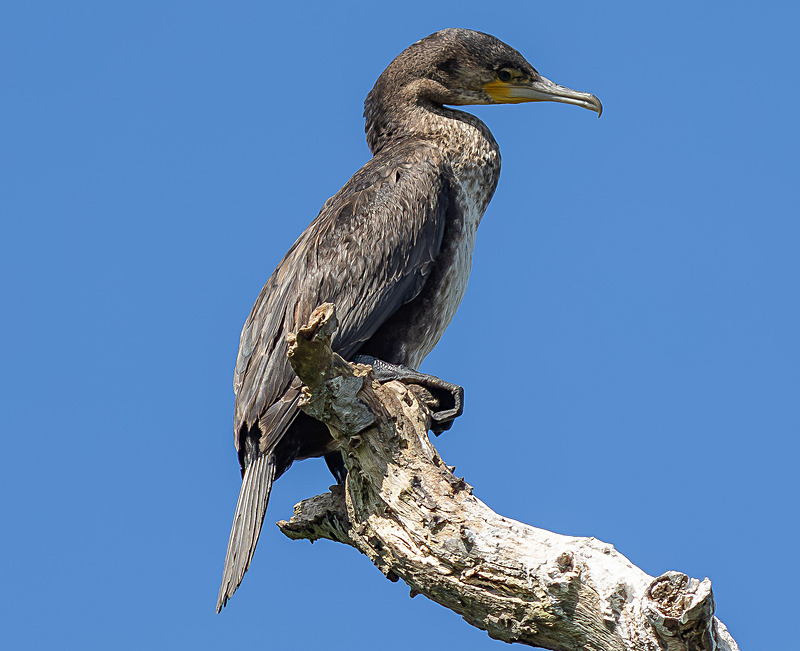 Gret Cormorant - Wildlife Photography