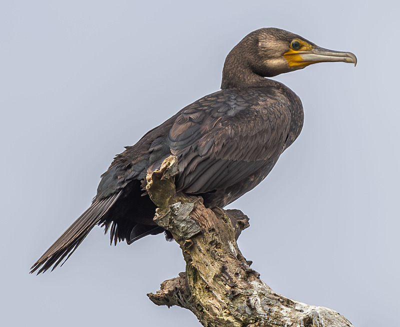 Great Cormorant - Wildlife Photography
