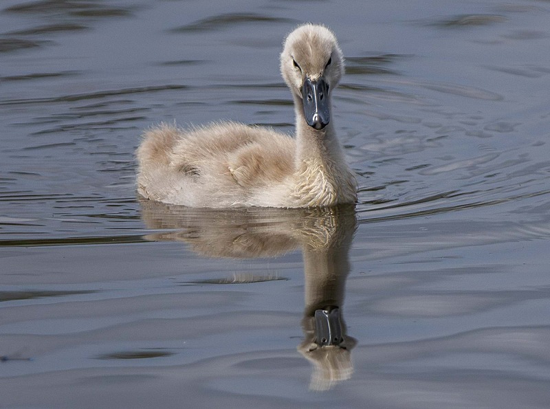 Signet - Wildlife Photography