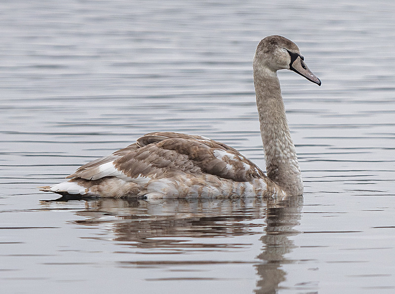 Signet - Wildlife Photography