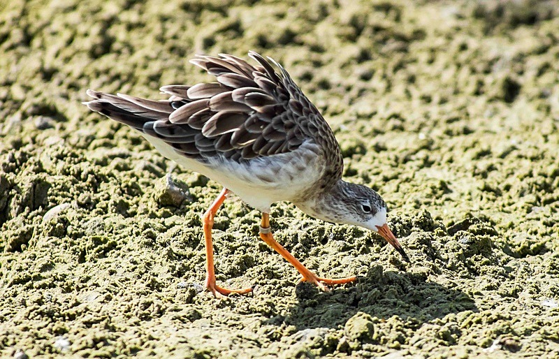  - Wildlife Photography
