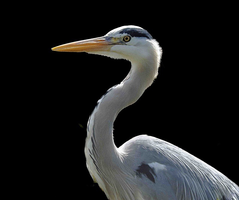  - Wildlife Photography