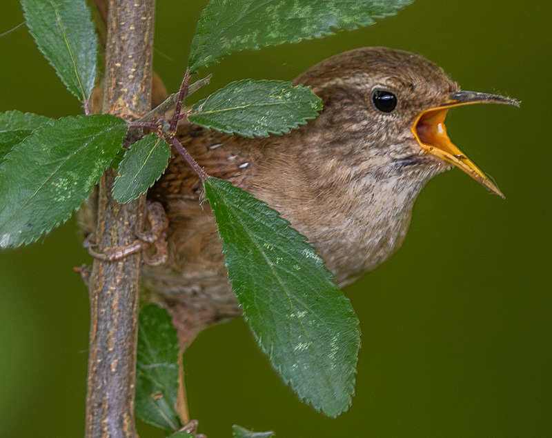 Wren - Wildlife Photography