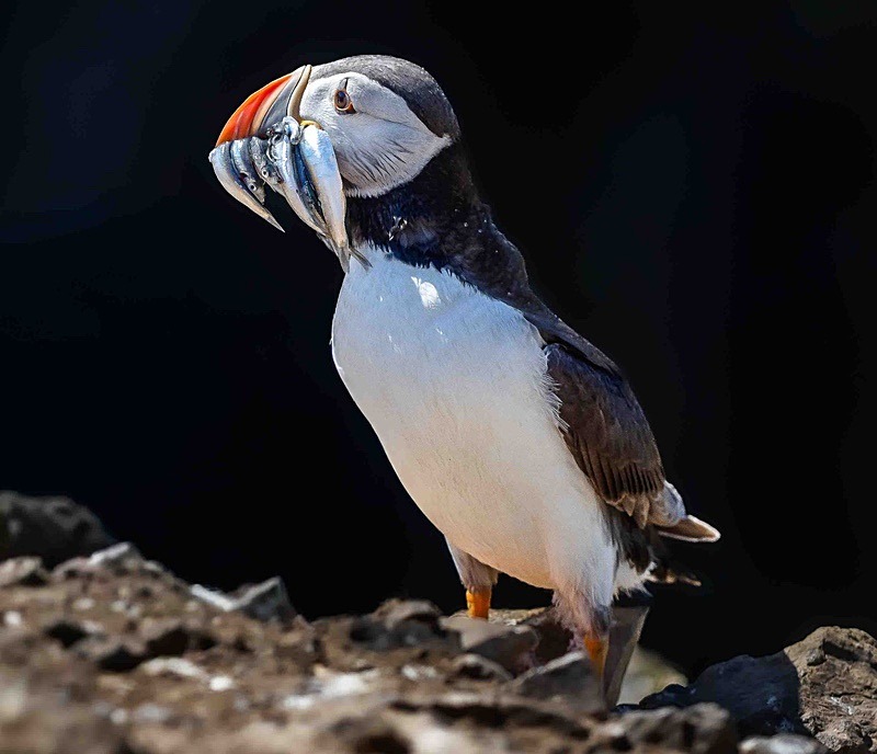  - Wildlife Photography