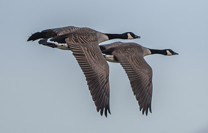 Canada Goose - Wildlife Photography