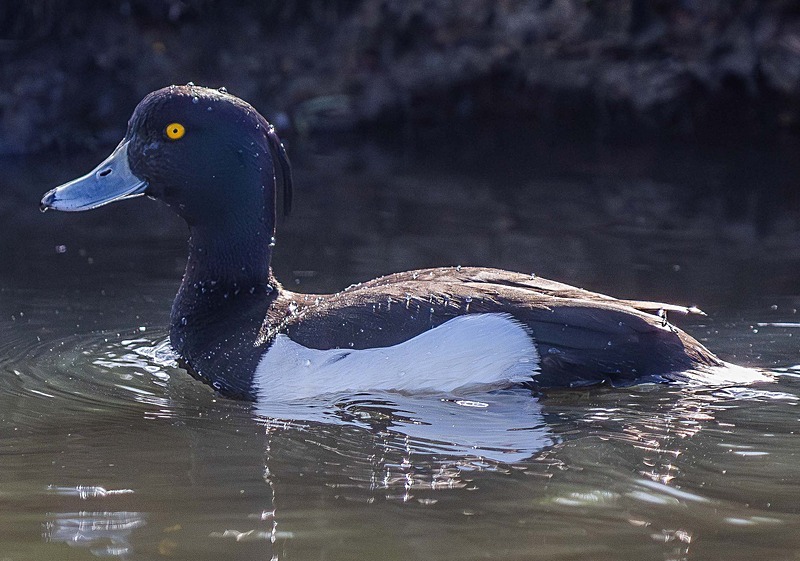 Tufted Duck - Wildlife Photography