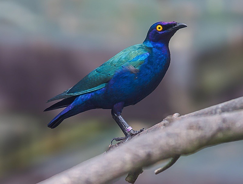  - Wildlife Photography