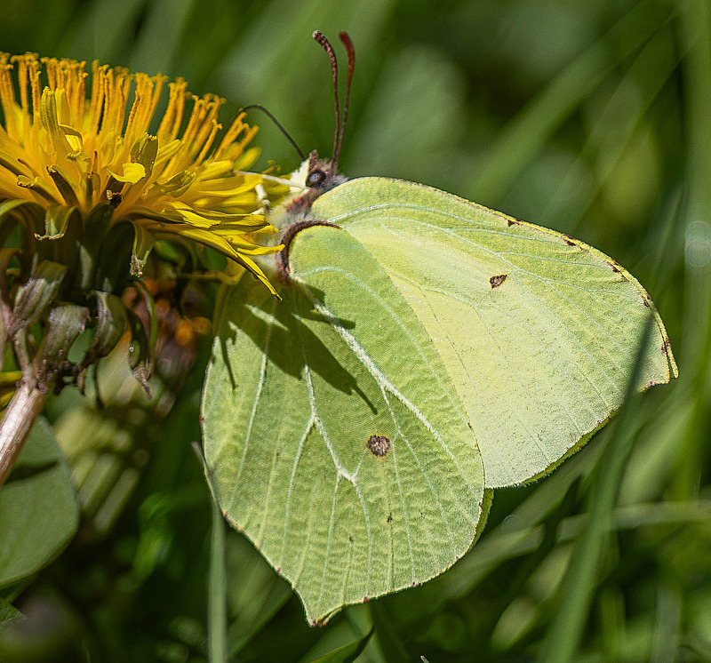 Common Brimstone - Wildlife Photography