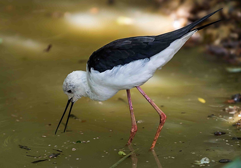 - Wildlife Photography