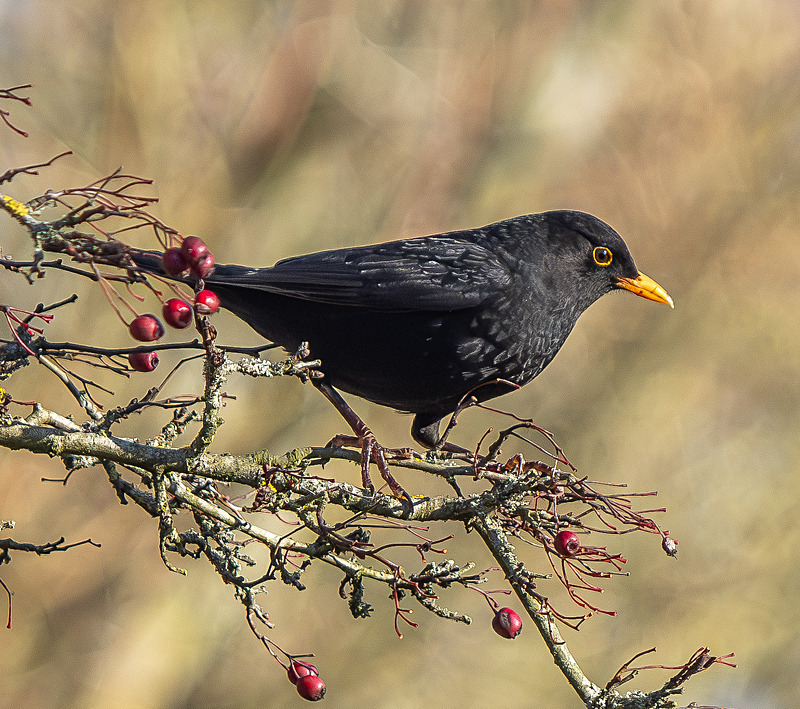 Male Blackbird - Wildlife Photography