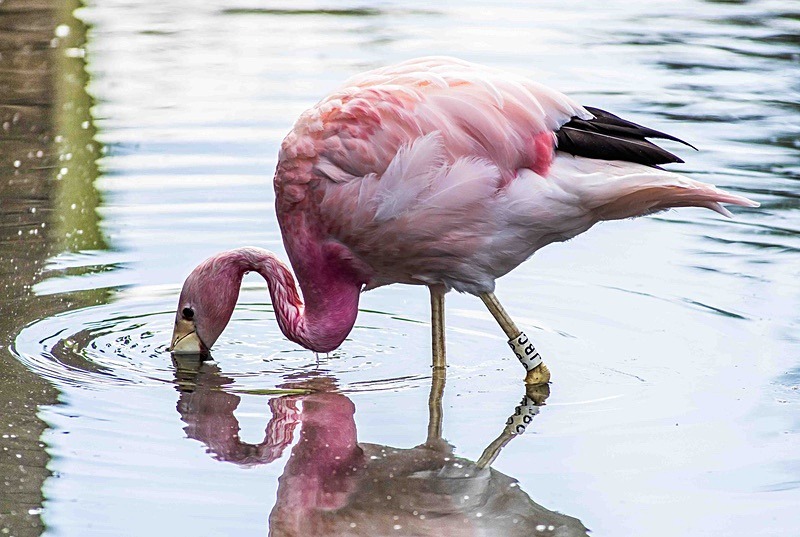  - Wildlife Photography