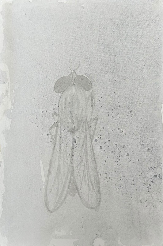 Ephemeral 21 x 29 cm - Ephemeral