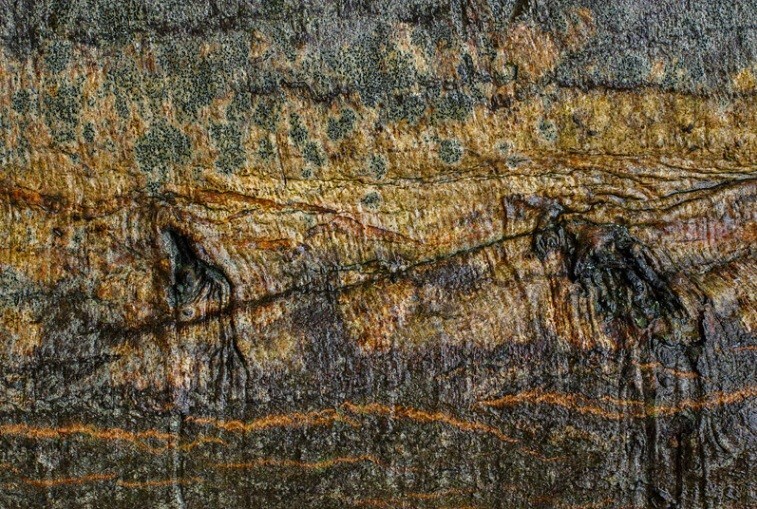  - Bark art