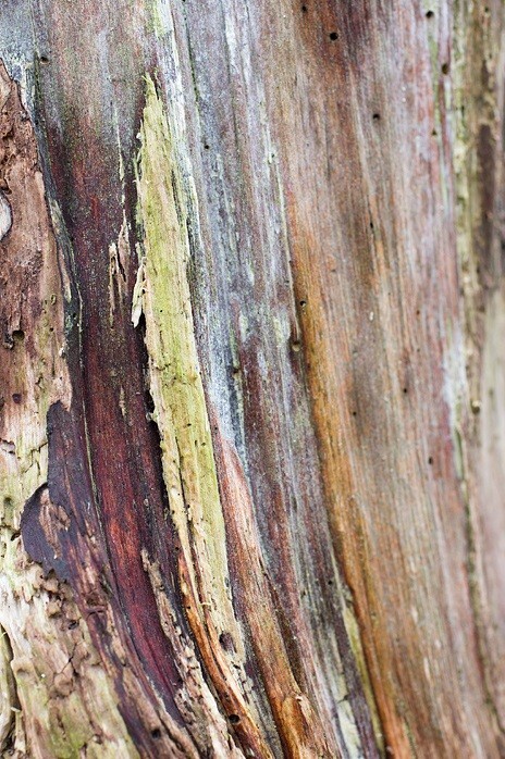  - Bark art