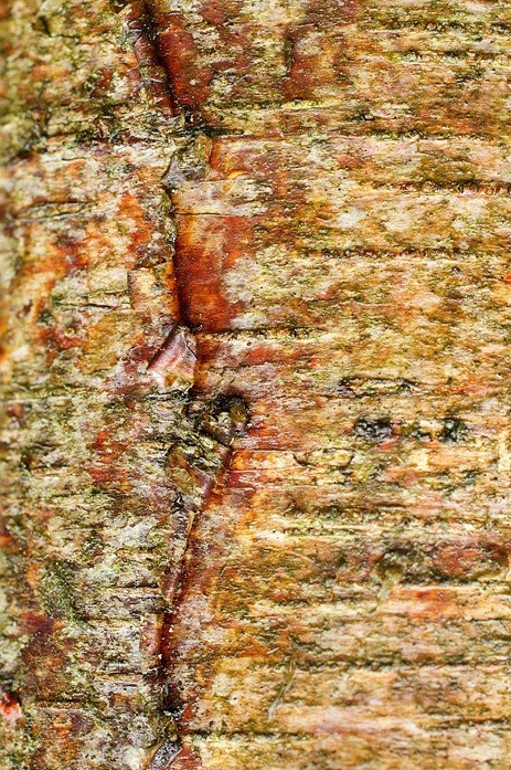  - Bark art