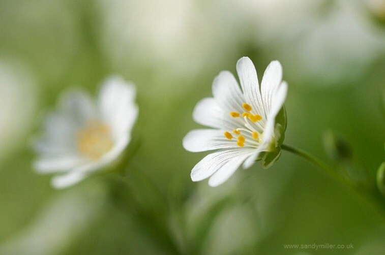  - Flowers & River-life