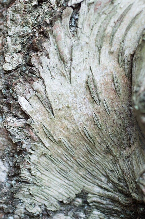  - Bark art