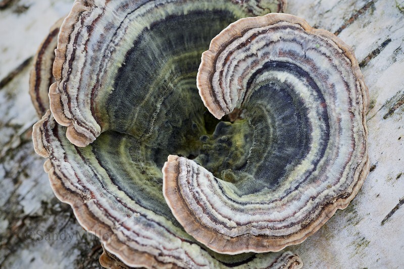  - Bark art