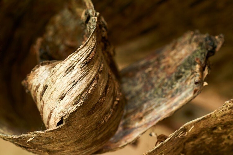  - Bark art