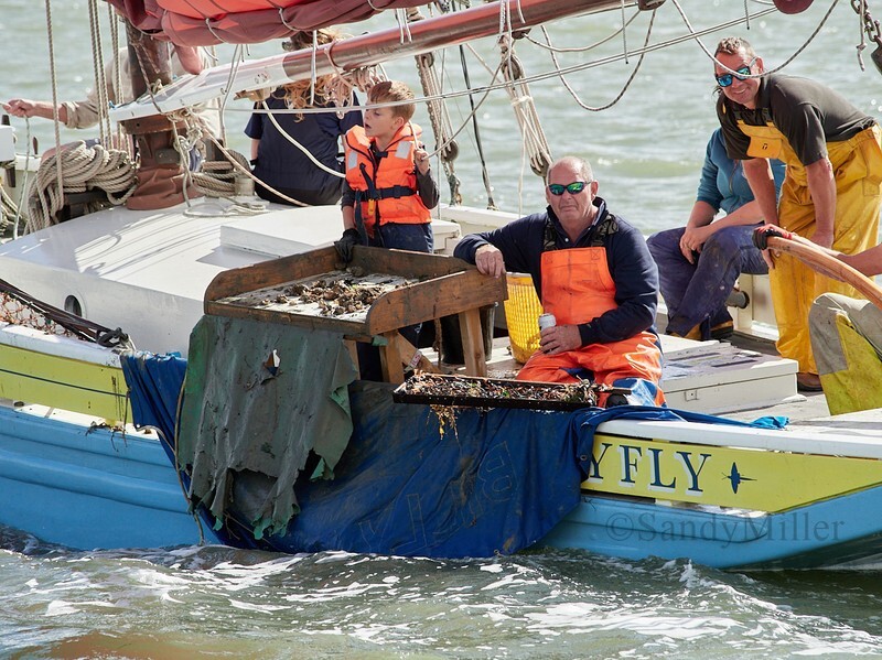  - Mersea Dredging Match 2024