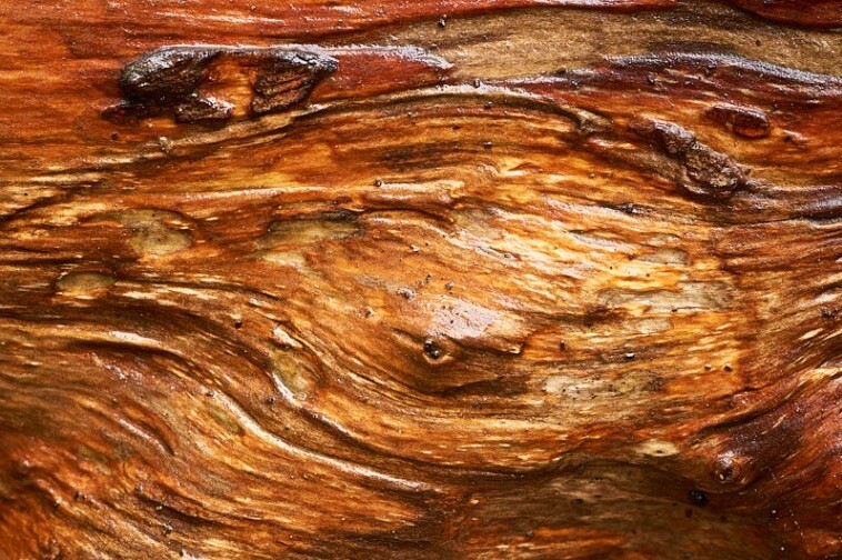  - Bark art