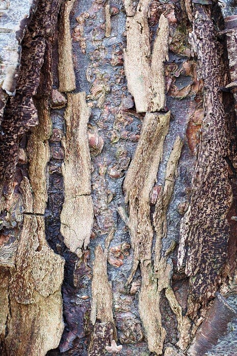  - Bark art