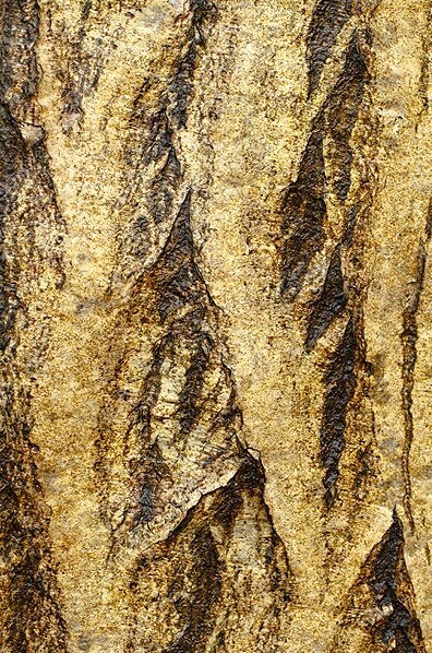  - Bark art