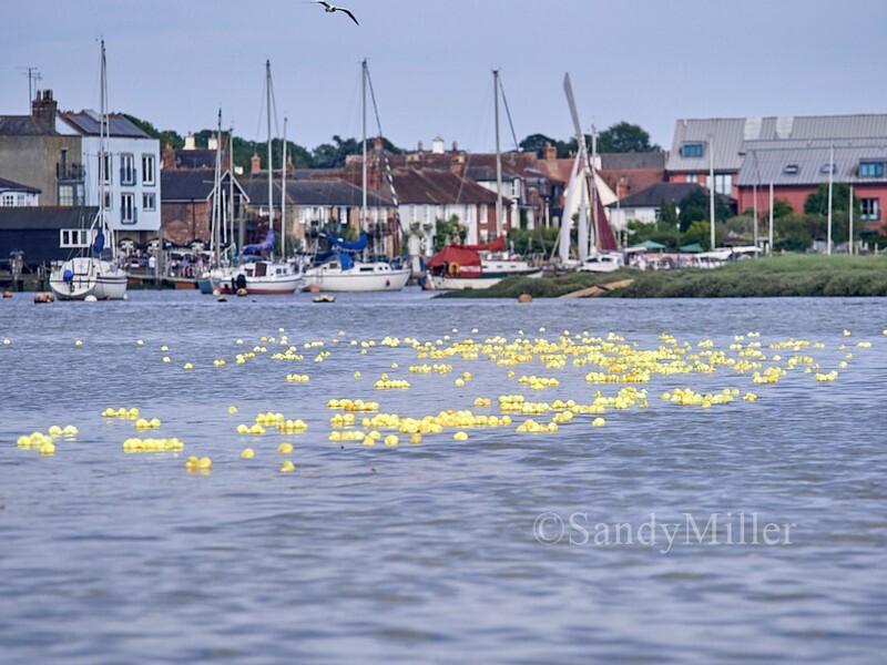 _1017470 - Rowhedge Regatta 2026
