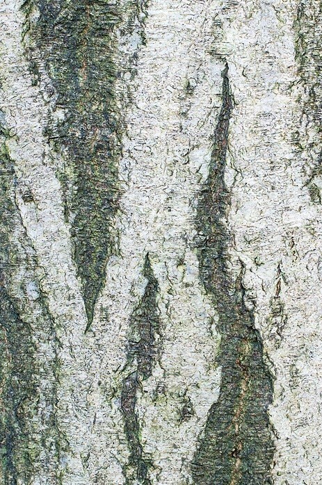  - Bark art